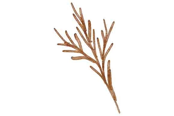 Elevate Your Projects with a Watercolor Floral Branch